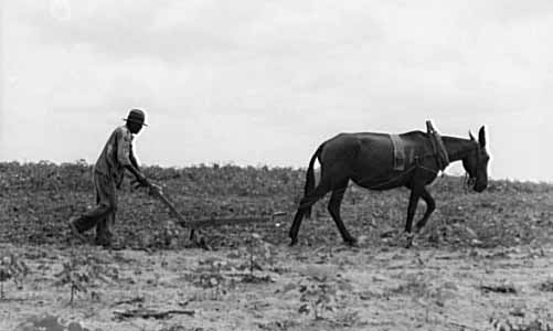 40 acres and a mule